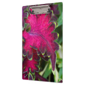 Coleus Macro Klemmbrett (Links)