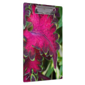 Coleus Macro Klemmbrett (Rechts)