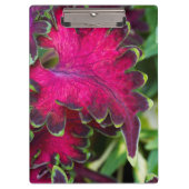 Coleus Macro Klemmbrett (Vorderseite)