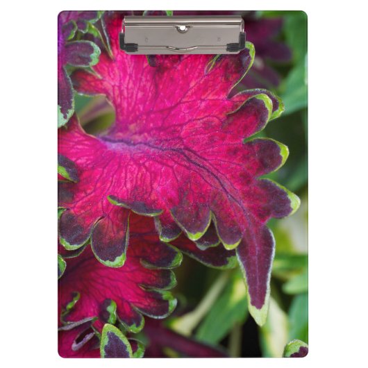 Coleus Macro Klemmbrett (Vorderseite)