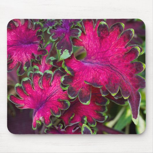Coleus Macro Mousepad (Vorne)