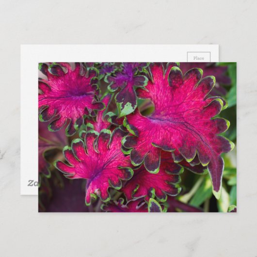 Coleus Macro Postkarte (Vorne/Hinten)
