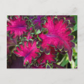 Coleus Macro Postkarte (Vorderseite)