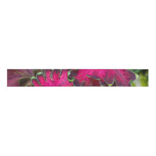 Coleus Macro Ripsband