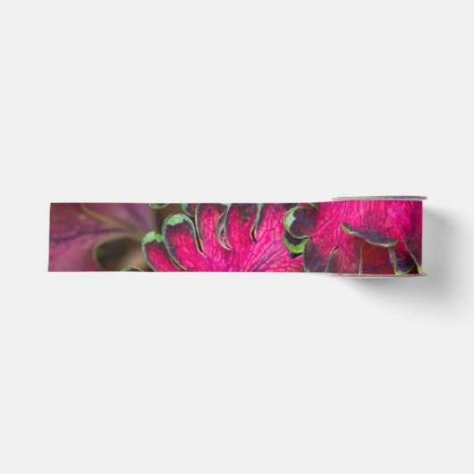 Coleus Macro Ripsband (Vorderseite)