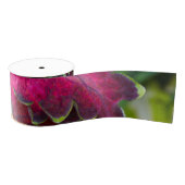 Coleus Macro Ripsband (Spule)