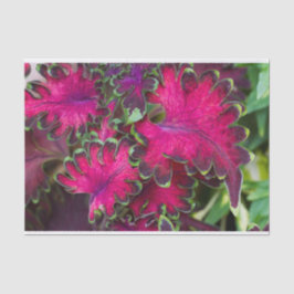 Coleus Macro Seidenpapier