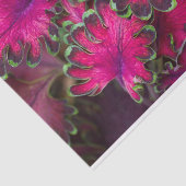 Coleus Macro Seidenpapier (Ausschnitt)