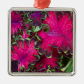 Coleus Macro Silbernes Ornament (Vorne)