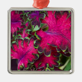 Coleus Macro Silbernes Ornament