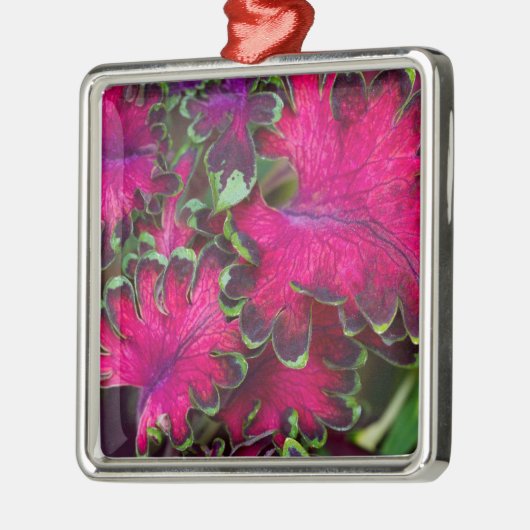 Coleus Macro Silbernes Ornament (Links)
