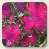 Coleus Macro Untersetzer (Vorderseite)