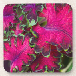 Coleus Macro Untersetzer