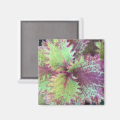Coleus Magnet (Vorderseite/Rückseite)
