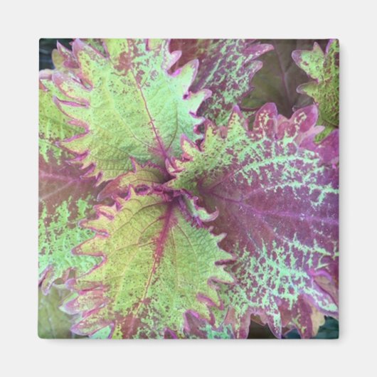 Coleus Magnet (Vorne)