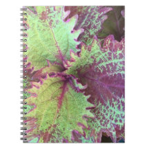 Coleus