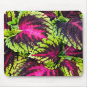 Coleus Pflanze Blätter Mousepad (Vorne)