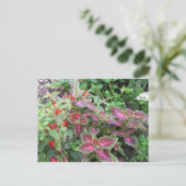 Coleus Pflanze Foto Postkarte (Stehend Vorderseite)