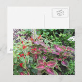Coleus Pflanze Foto Postkarte (Vorne/Hinten)