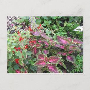 Coleus Pflanze Foto Postkarte