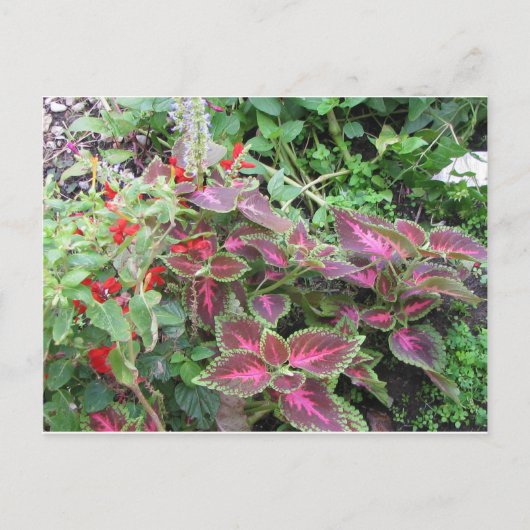 Coleus Pflanze Foto Postkarte (Vorderseite)