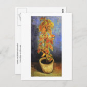 Coleus Pflanze in einem Blumentopf, Vincent van Go Postkarte (Vorne/Hinten)