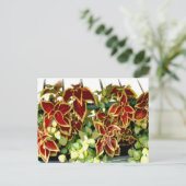 Coleus Pflanze Postcard Postkarte (Stehend Vorderseite)