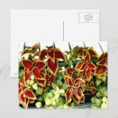 Coleus Pflanze Postcard Postkarte (Vorne/Hinten)