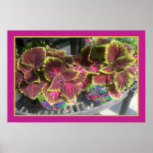 Coleus Pflanze Poster (Vorne)