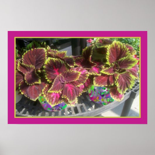 Coleus Pflanze Poster (Vorne)