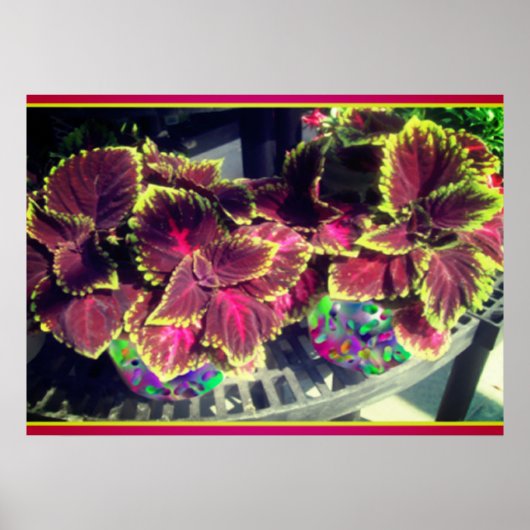Coleus Pflanze Poster (Vorne)