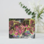 Coleus Pflanze Postkarte (Stehend Vorderseite)