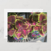 Coleus Pflanze Postkarte (Vorne/Hinten)
