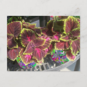 Coleus Pflanze Postkarte