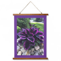 Coleus-Pflanze
