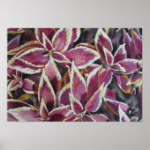 Coleus Poster (Vorne)