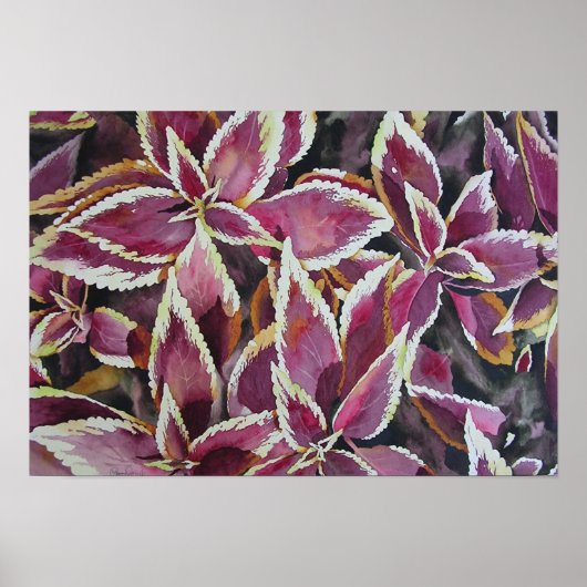 Coleus Poster (Vorne)