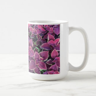 Coleus Tasse