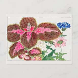 Coleus, Verbena, Tanigami Konan Postkarte