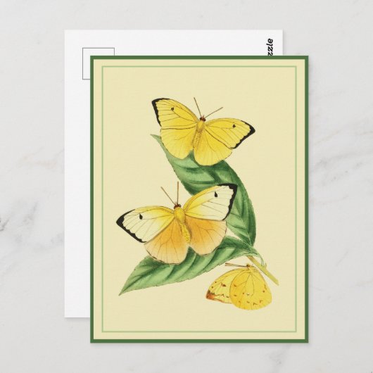 Colias Statira Butterfly Postcard Postkarte (Vorne/Hinten)