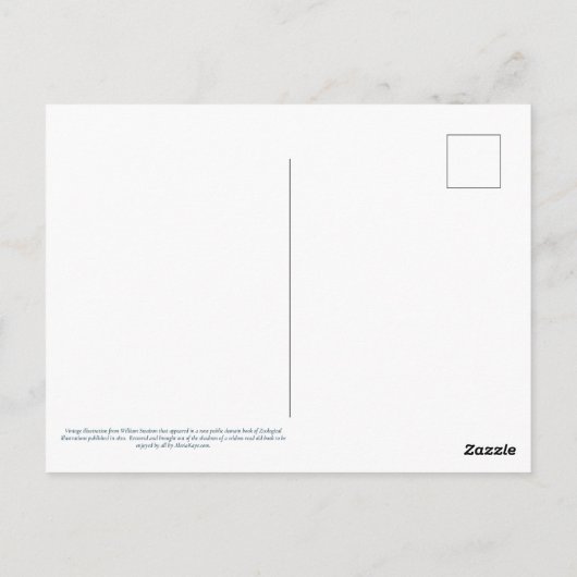 Colias Statira Butterfly Postcard Postkarte (Rückseite)