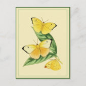 Colias Statira Butterfly Postcard Postkarte (Vorderseite)