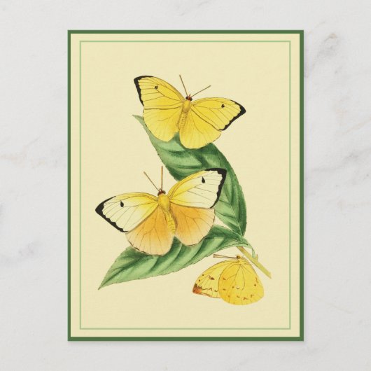 Colias Statira Butterfly Postcard Postkarte (Vorderseite)