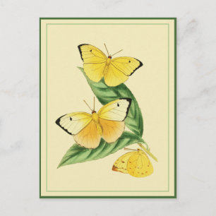 Colias Statira Schmetterlings-Postkarte Postkarte
