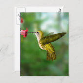 Colibri De Oro República Dominicana Postkarte (Vorne/Hinten)