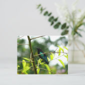 Colibri - Martinique, FWI Postkarte (Stehend Vorderseite)