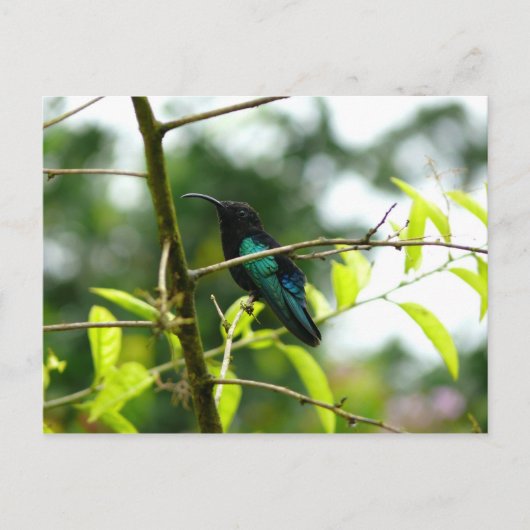 Colibri - Martinique, FWI Postkarte (Vorderseite)