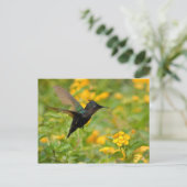 Colibri Postkarte (Stehend Vorderseite)