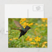 Colibri Postkarte (Vorne/Hinten)