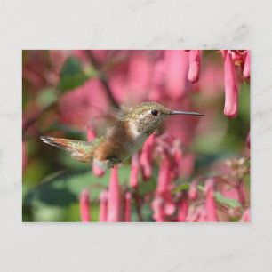 Colibri Zumbador Dominicana Postkarte